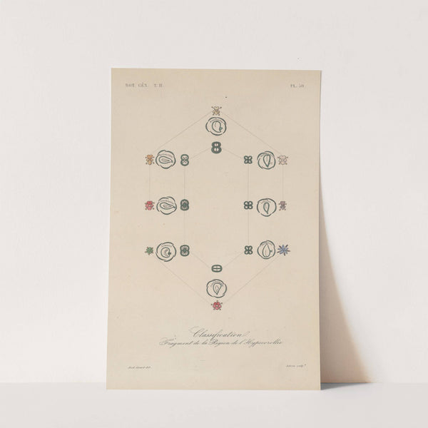 Traité de botanique générale Pl.101 by François Hérincq