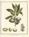Traité des arbres fruitiers Pl.01 (1768)