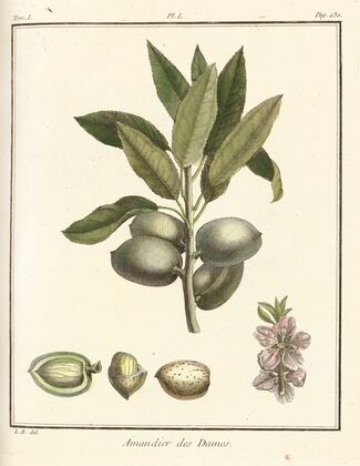 Traité des arbres fruitiers Pl.01 (1768)