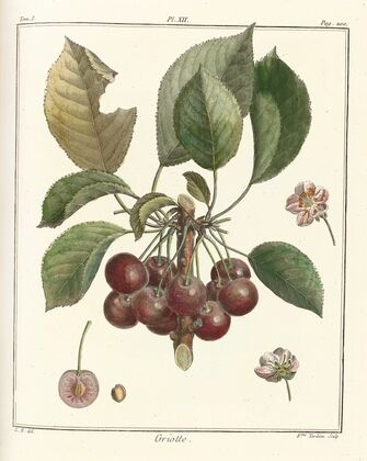 Traité des arbres fruitiers Pl.23 (1768)