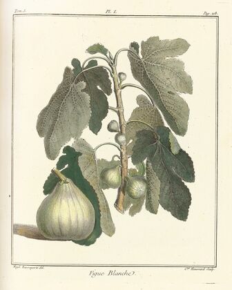 Traité des arbres fruitiers Pl.29 (1768)