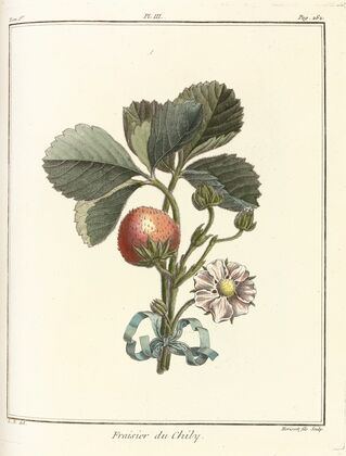 Traité des arbres fruitiers Pl.33 (1768)