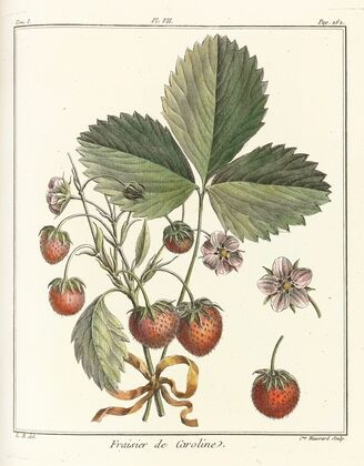Traité des arbres fruitiers Pl.37 (1768)