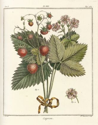Traité des arbres fruitiers Pl.38 (1768)