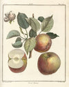 Traité des arbres fruitiers Pl.45 (1768)