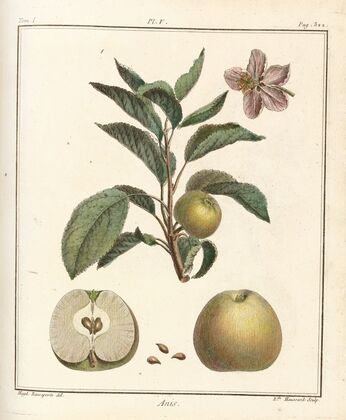 Traité des arbres fruitiers Pl.46 (1768)