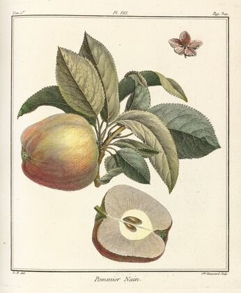 Traité des arbres fruitiers Pl.49 (1768)