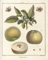 Traité des arbres fruitiers Pl.50 (1768)