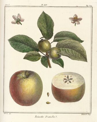 Traité des arbres fruitiers Pl.55 (1768)