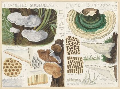 Trametes suaveolens (1915-1945)