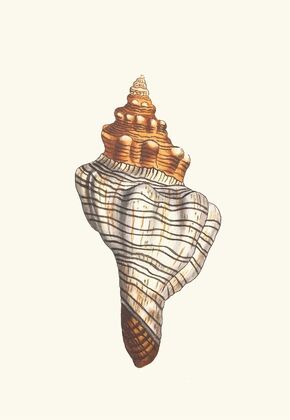 Trapezial Murex (1789-1813)