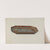 Tray by Charles Henning
