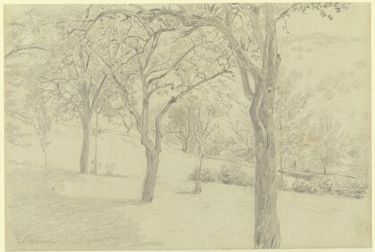 Tree meadow