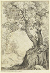 Tree section
