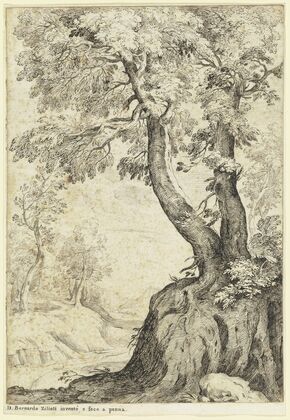 Tree section