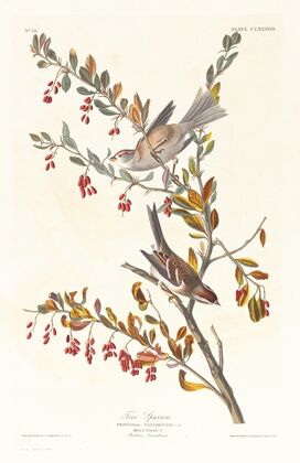Tree sparrow
