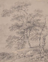 Tree Study