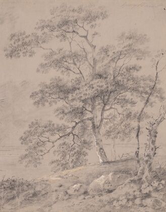 Tree Study