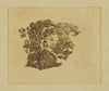 Tree Study