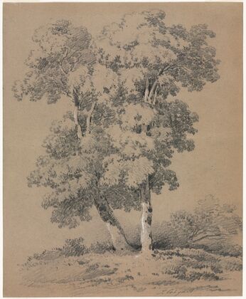 Tree Study (19th century)