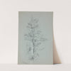 Tree Study by Jervis McEntee