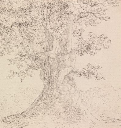 Tree Study