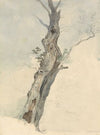 Tree Study