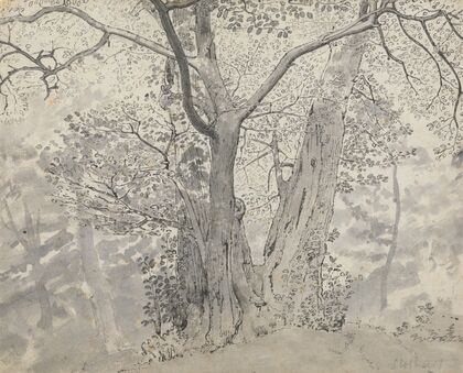 Tree Study