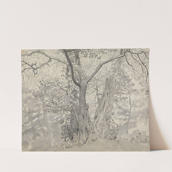 Tree Study by Thomas Stothard