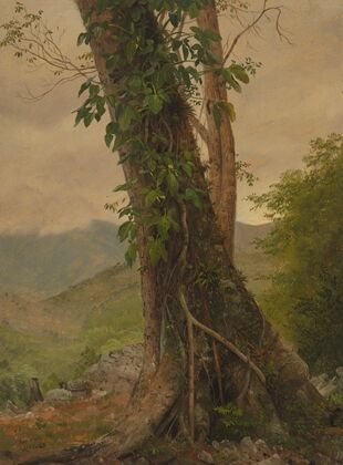 Tree with Vines, Jamaica, West Indies