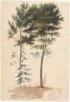 Trees (1700s)