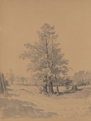 Trees at the Edge of the Forest