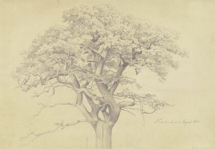 Treetop