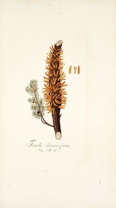 Tremella clavariaeformis