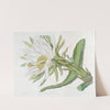 Triangular Torch-thistle by Sydenham Edwards