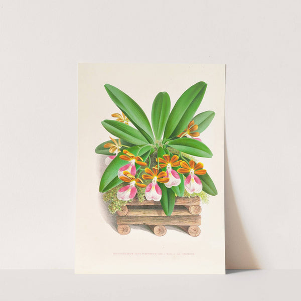 Trichocentrum albo purpureum (1885-1906) by Jean Jules Linden