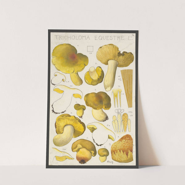 Tricholoma equestre L. (1915-1945) by Hans Walty