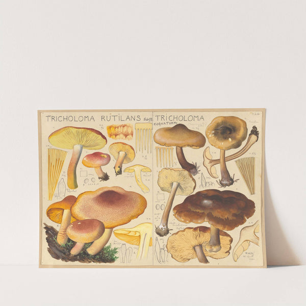 Tricholoma rutilans, Tricholoma cognatum (1915-1945) by Hans Walty