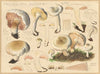 Tricholoma sudum Fr. (1915-1945)
