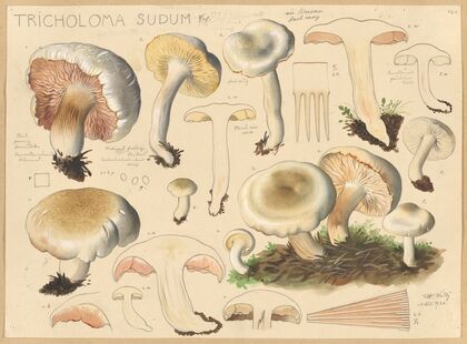 Tricholoma sudum Fr. (1915-1945)