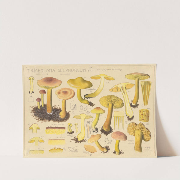 Tricholoma sulphureum Bull. (1915-1945) by Hans Walty