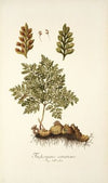 Trichomanes canariense