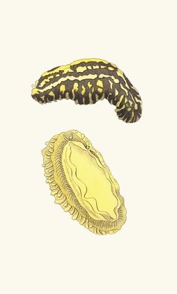 Trilineated Phyllidia (1789-1813)