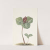 Trillium by Anonymous