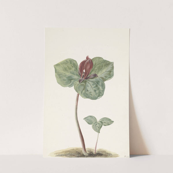 Trillium by Anonymous