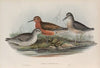 Tringa canutus. Knot. (1862-1873)