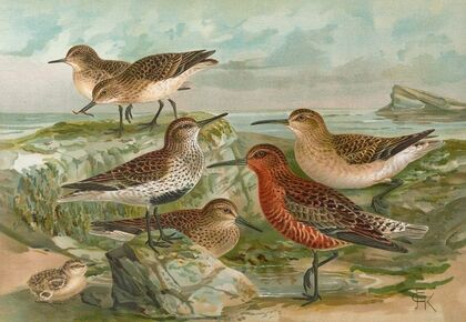 Tringa Temmincki Leisl, Tringa alpina, Tringa subarcuata
