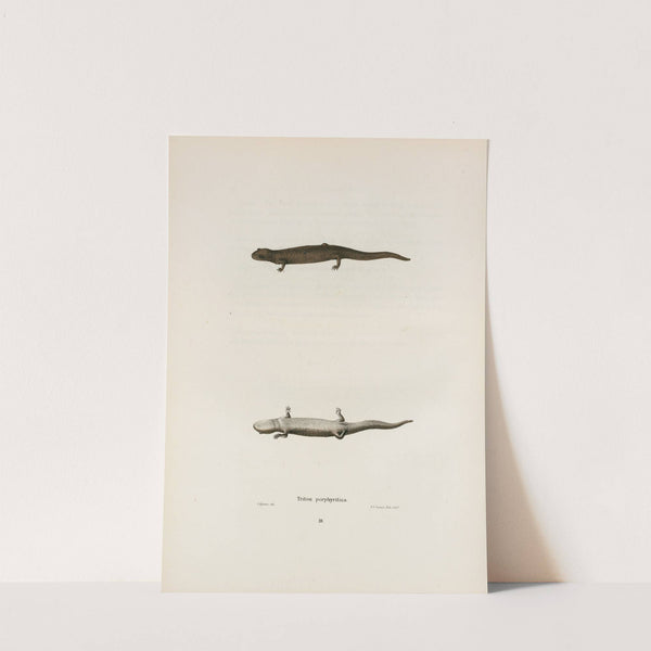 Triton porphyriticus by John Edwards Holbrook