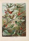 Trochilidae. – Kolibris