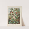 Trochilidae. - Kolibris by Ernst Haeckel